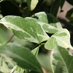 Trachelospermum jasminoides 'Variegatum'